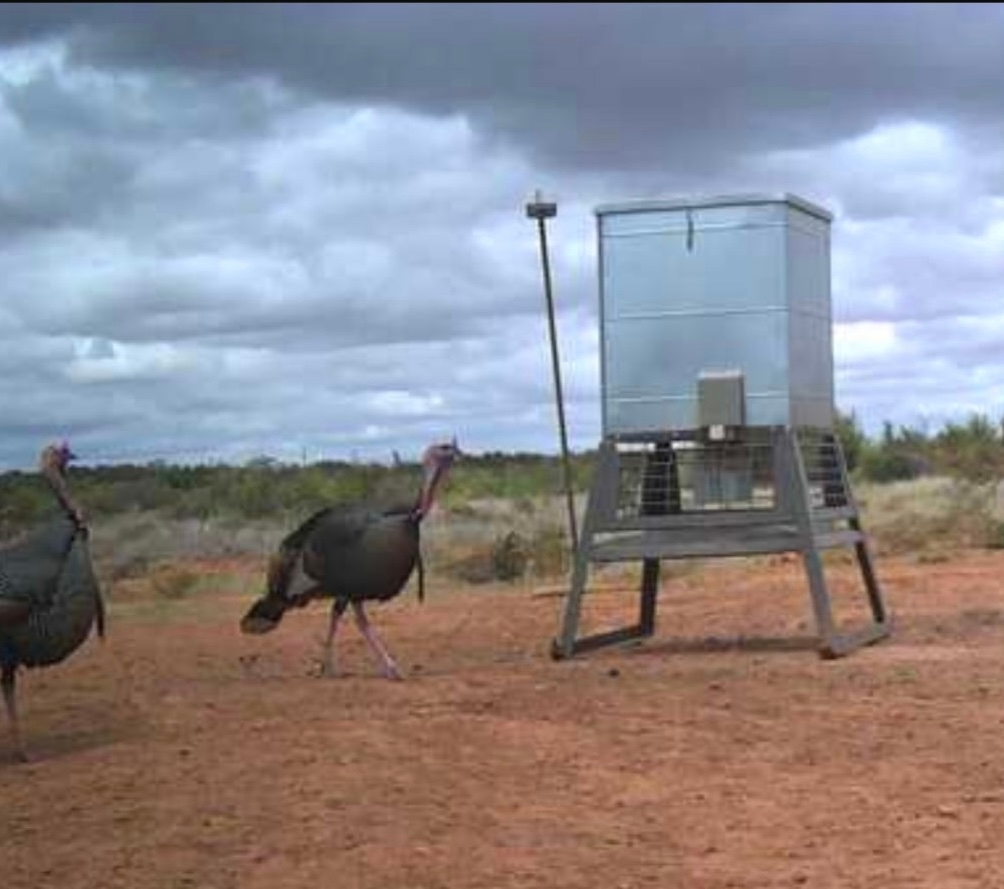 Trophy Rio Grande Turkey Hunting Rates Trophy Rio Grande Turkey Hunting Rates